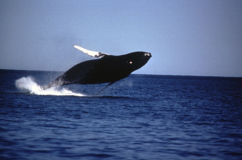 Whales in the Bay of Fundy